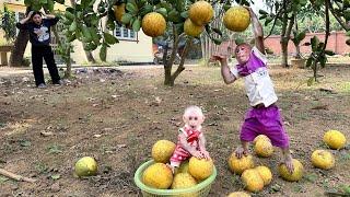 Bibi and Lala help mom harvest grapefruit!