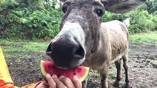 Do donkeys like watermelon?