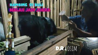 CARA MEMBUAT BULU KAMBING JADI LEBAT DAN INDAH