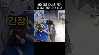 "개한테 지금 뭐하는.." 애견샵도 후기 꼼꼼히 살펴보고 맡겨야하는 이유