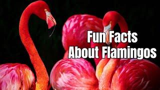 Fun Facts About Flamingos - Facts About Flamingos That Will Surprise You