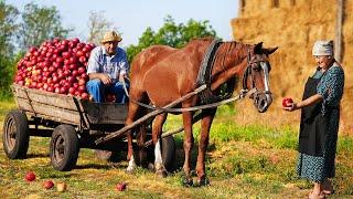 Happy old age of an elderly couple in the village / apple picking