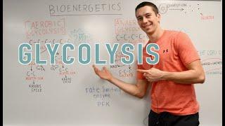 Glycolysis Explained (Aerobic vs. Anaerobic, Pyruvate, Gluconeogenesis)