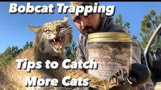 Bobcat Trapping - Pro Tips to Catch More Cats