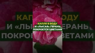 Капля в воду и лысая герань покроется цветами #цветы #сад