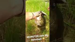 Monster Pond Bass Eats a Big Swimbait