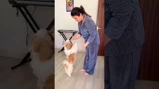 Hamesha yahi hota hai #shorts #dogs #pets #shortsvideo #dogmom #shihtzu #short #dog #dogdad