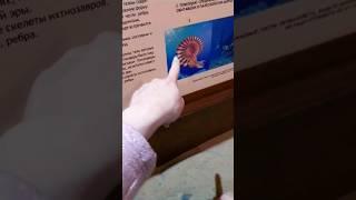 АММОНИТЫ (ГОЛОВОНОГИЕ)