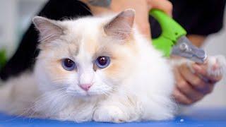 The groomer fell in love at first sight when she saw the cat´s eyes! ️️ So lovely!!