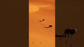 dogs in desert  #pitbull #dogowner #doglover #wildlife #pitbullterrier  #dogs #بيتبول #malinois