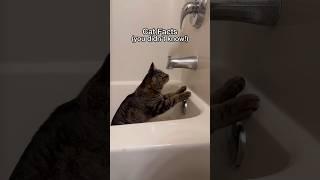 This is why cats LOVE sinks