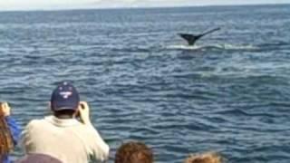 whale watching 2010