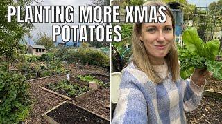 PLANTING MORE CHRISTMAS POTATOES! / ALLOTMENT GARDENING UK