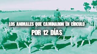 Los Animales Que Caminaron En Círculo Por 12 Días