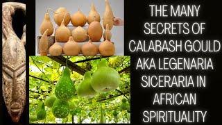 The Many Secrets Of Calabash Gourd aka "Legenaria Siceraria" in African Spirituality.