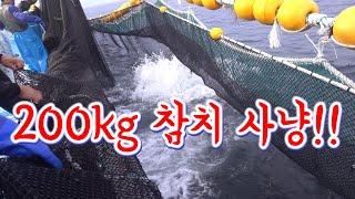동해안!! 엄청난 크기의 참다랑어떼가 돌아친다!! / 200kg tuna alive in the sea of Korea!!