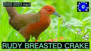 RUDDY BREASTED CRAKE SOUND 20 MINS FULL PACKAGE #tikling #huntsman_ph