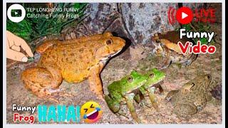 Funny catching frogs boing boing for laughing | catch frogs funny live shorts | jump funny frogs