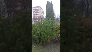 Прогулка по городу. #беларусь #жодино #дрозды
