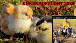 Kükenaufzucht 2025: Der Hofrundgang im März mit Küken von Marans bis Blumenhühner HAPPY HUHN E370