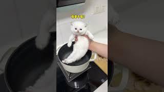 【牛奶是只猫】小猫咪搂着奶瓶睡着了，他真的好像一个宝宝呀