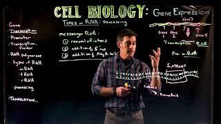 Messenger RNA