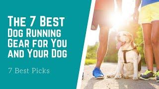 The 7 Best Dog Running Gear for You and Your Dog 2020