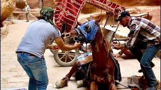Horse in Petra Jordan carrying tourist falls.