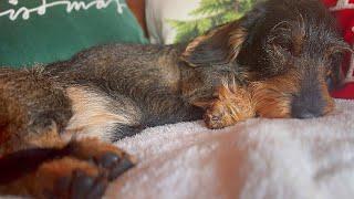 Dachshund Teddy discovers a lazy elf 