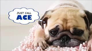 Ace Plumbing - Comercial de TV - Propaganda com Pug