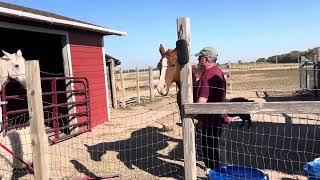 Morning barn chores on the  prairie featuring a City of Sound soundtrack