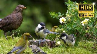 74min of Nature Escape with Forest Bird Sounds and Adorable Little Birds (4K HDR)