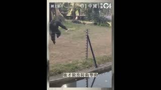 南寧動物園網紅「丟那猩」掟水樽致遊客爆缸　園方稱屬正當防衛