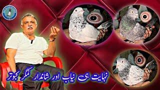 Shandaar kamagar kabootar dakhnay k lia Must Watch This Video of Ustd Ali Shokat