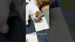 养小猫可不是就是在养小孩嘛~ 有谁懂啊 自从养了小猫以后真的不爱出远门 出门就怕猫咪没人照顾 所以今年春节提前给孩子们准备了catlink智能全家桶 一套解决猫咪吃喝拉撒问题 春节可以安心回家过年啦