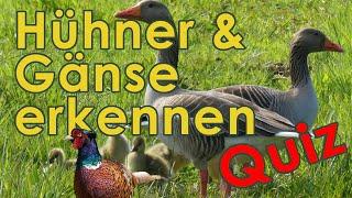 Gänse und Wildhühner Bestimmung - Federwild Erkennen Quiz