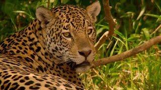 Jaguar Mating | Wild Brazil | BBC Earth