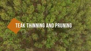 Teak Thinning and Pruning