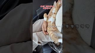 사람으로 진화하는 방울이 #시골고양이 #농부고양이집사#방울이