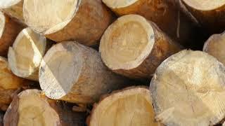 «Алтай Forest» / видеокомпания «Студия-21»