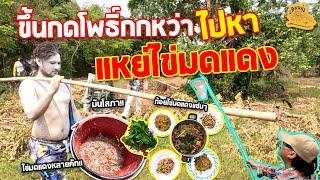 เซียนหรั่ง - วิถีชีวิตแบบมะลายยายอยาก l ตอน ย่างเลาะท่ง แหย่ไข่มดแดงพ้อแลนกลางป่า
