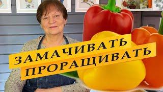 Замачивать или проращивать. Как правильно. Сладкий перец.