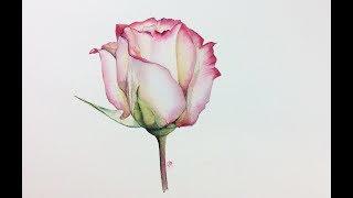 Realistic Rose in Watercolor Painting Tutorial