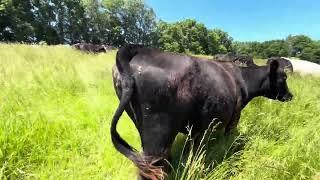 Cows eating thistles, mob grazing, harvesting and fertilizing in one pass, can your tractor do that?