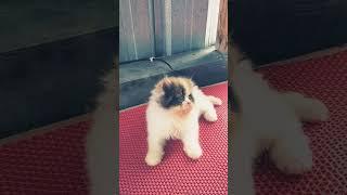  #jeckycathouse