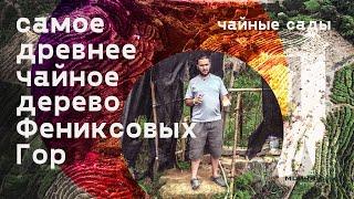 Самое Древнее чайное дерево фениксовых гор