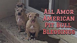 Pit Bull Blessings