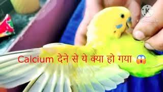 Calcium देने से ये क्या हो गया  | Cute Budgie