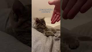 Report! A polite kitten has been spotted.#cat #catsoftiktok #catlover #funny #funnyvideos #foryou