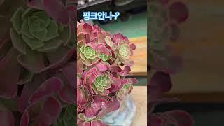 핑크안나~걍 안나랑 뭣이 다른겨? 확마! 묵어야 변하긋지?  #뚜띠 #삼백원 #에오니움 #냥이분 #박서진가수님 #한일톱텐쇼